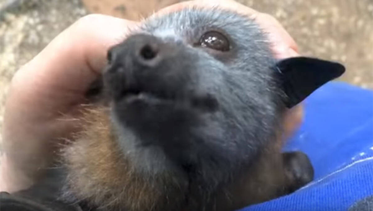 顔だけじゃなくそのなつきっぷりまで 空飛ぶ子犬かよ ってくらいコウモリの犬化が著しい件に関して オーストラリア 18年6月19日 エキサイトニュース 2 3