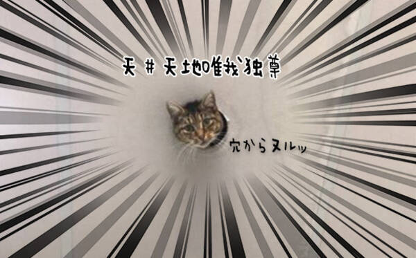 天井に開いた穴から猫がヌルッ その姿がシュールすぎた 18年6月24日 エキサイトニュース