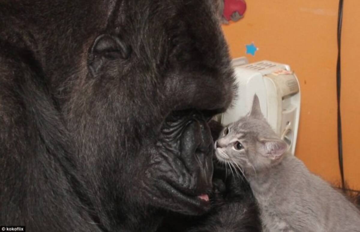 訃報 人を愛し 猫を愛した手話でコミュニケーションのとれるゴリラのココが亡くなる 享年46歳 18年6月22日 エキサイトニュース
