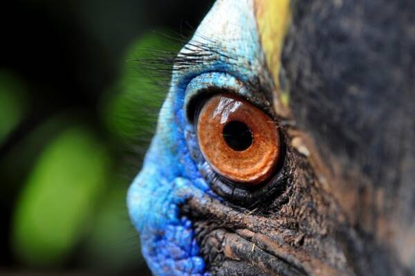 その青い鳥 危険につき 世界一危険な鳥 ヒクイドリ だが彼らにとっての脅威も人間である 18年7月1日 エキサイトニュース