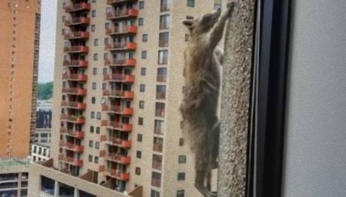 トロントvsアライグマの ゴミ箱戦争 2年でアライグマが知恵勝ち 18年12月29日 エキサイトニュース