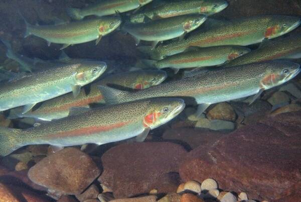 海の魚がわずか1年で淡水に適応する遺伝的超進化を遂げた 米研究 18年6月28日 エキサイトニュース