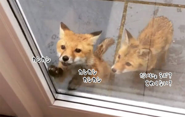 子ギツネコンコンが早朝民家のドアをカシカシ イギリス 18年6月28日 エキサイトニュース