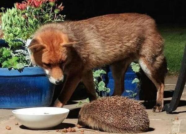 裏庭に来るキツネたちに餌を置いておいたところ かわいいお客さんが 野生のハリネズミがご来店 イギリス 18年7月5日 エキサイトニュース