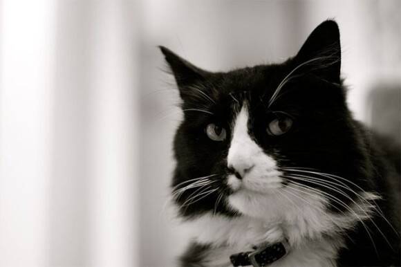 吾輩はフランスの猫である インターネット猫ビデオ祭で金賞を受賞した黒白猫 アンリ のアンニュイなつぶやき 18年7月9日 エキサイトニュース