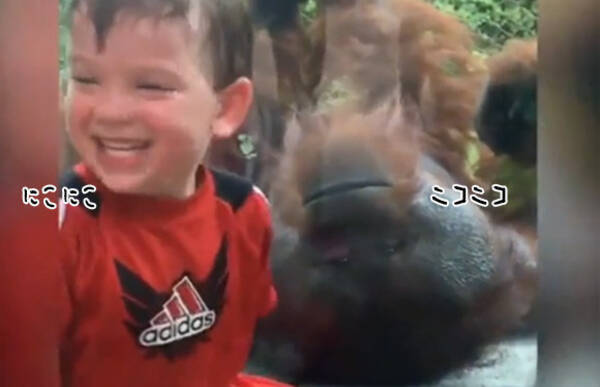 笑顔になれる動画 オランウータンは子どもにキスしがちな件 18年7月11日 エキサイトニュース