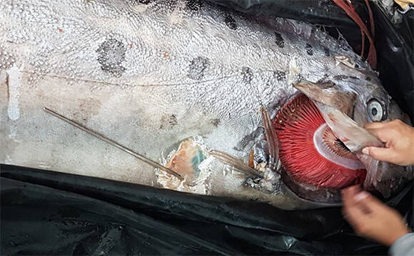 漁師もびっくり チリで神秘の深海魚 リュウグウノツカイ がほぼ無傷の状態で捕獲される 18年7月13日 エキサイトニュース