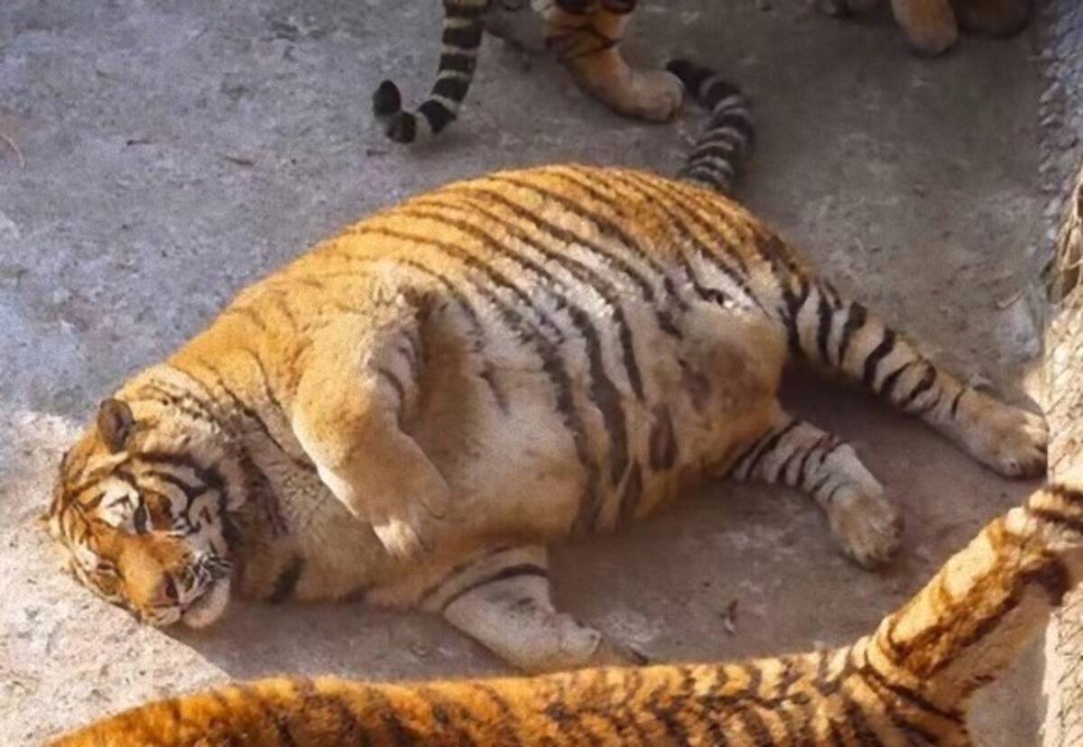 野性味ゼロのわがままボディ もはや 太った大型猫 状態のシベリアトラ 中国 18年7月22日 エキサイトニュース