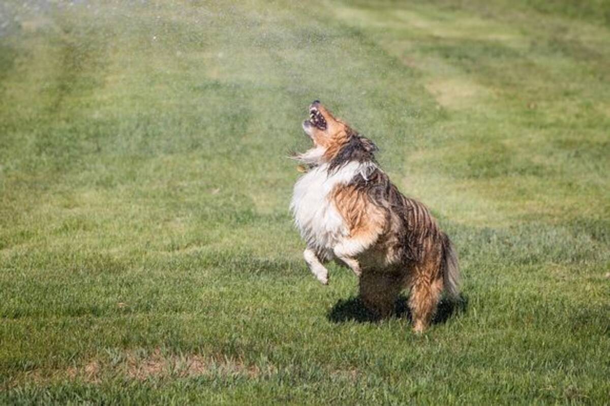 水遊びがしたい だがこう暑くっちゃ外に行くにもよぅ そこで犬は思いついた で こうなった 18年7月24日 エキサイトニュース