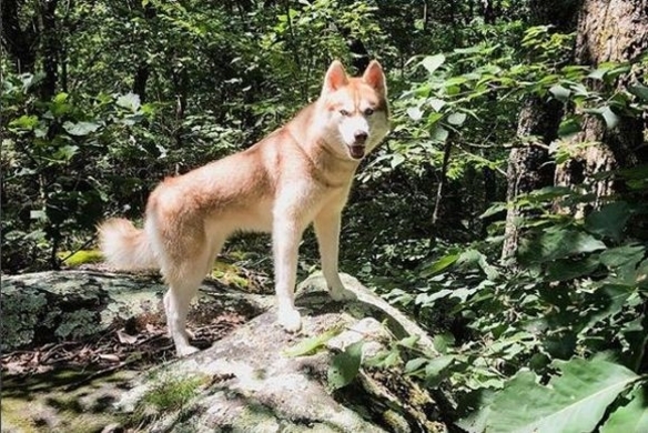 完全なる犬化が進んでいたようだ ハスキーのお母さんに助けられた子猫 ロージーの今 16年1月24日 エキサイトニュース