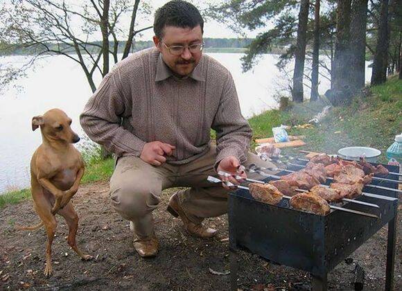 犬と食べ物の不確かな関係がわかる15の面白写真 18年8月2日 エキサイトニュース