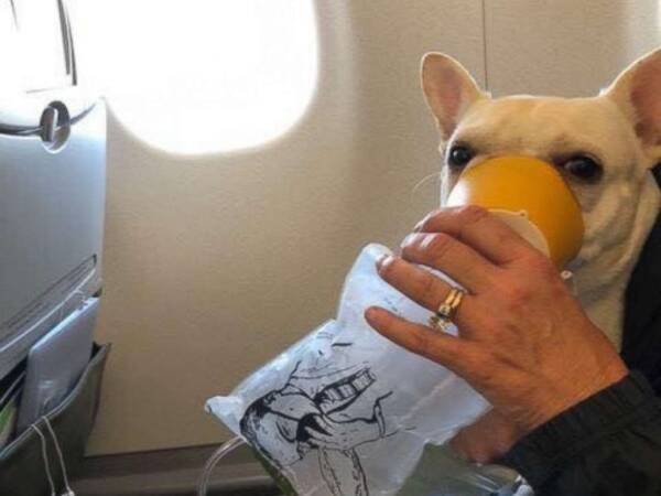 飛行機の搭乗客の命は皆同じ 機内で呼吸困難に陥った犬を救ってくれた客室乗務員のグッジョブ アメリカ 18年8月3日 エキサイトニュース