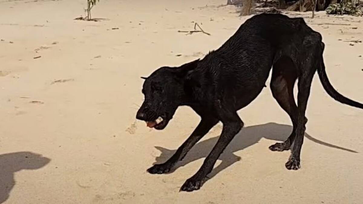 何が何でも連れて帰るよ アマゾンの真っただ中に取り残されていた犬を保護した男性がいた 18年8月16日 エキサイトニュース 2 2