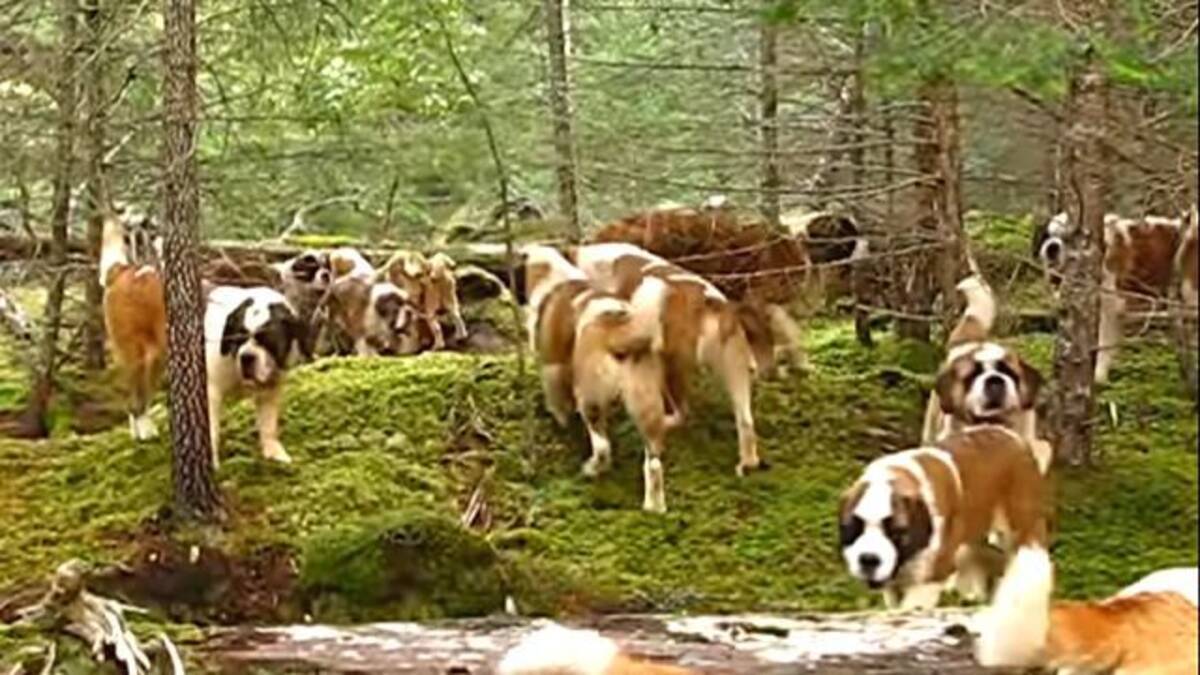 こんなにいると壮観だよね 42匹のセントバーナード犬が 森の中でお散歩なう 18年8月19日 エキサイトニュース