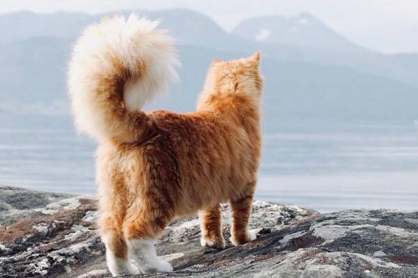 巨大でモフモフ リスのような尻尾を持ち 犬のような性格を持った猫 ノルウェー 18年8月23日 エキサイトニュース