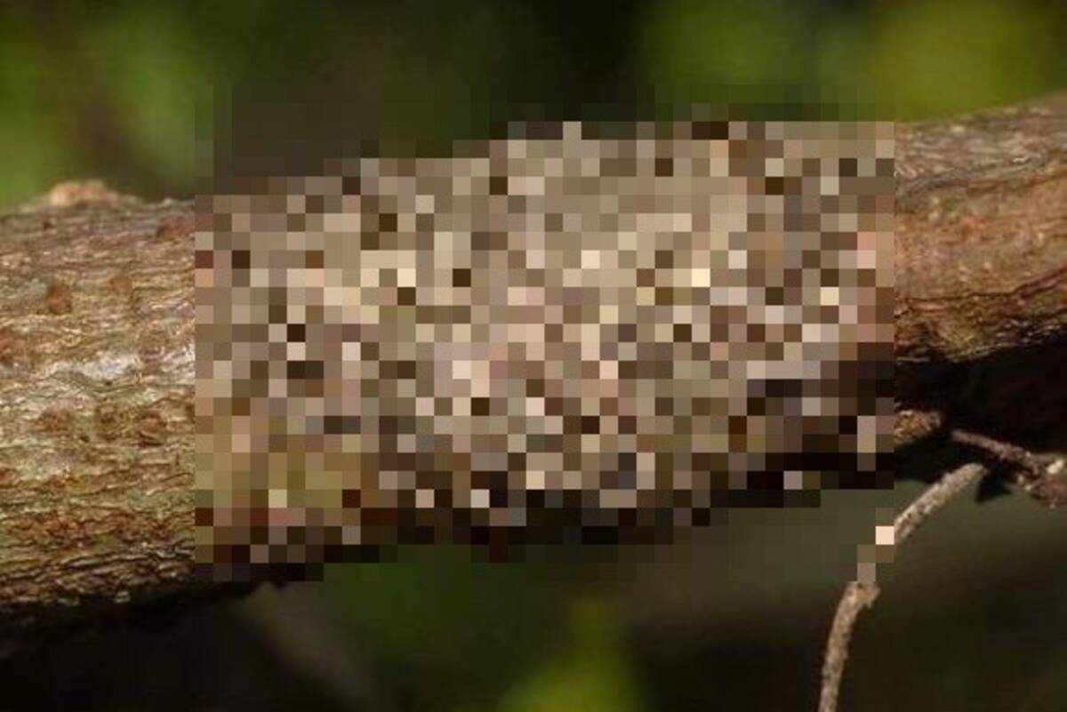 そっ閉じ必至 ネットに出回った10の衝撃画像 閲覧注意 18年9月8日 エキサイトニュース 2 2