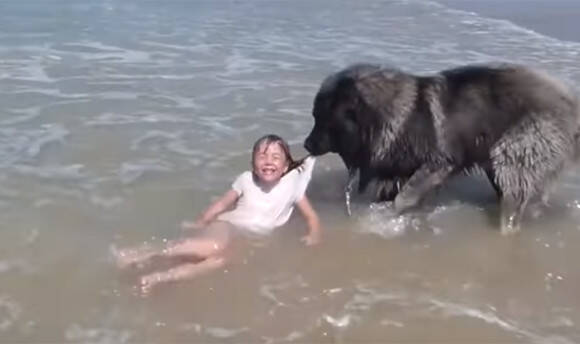 少女が海で遊んでいたのをじっと見守っていた犬だったが 危ない と判断 少女を海から救い出そうとする フランス 18年8月26日 エキサイトニュース