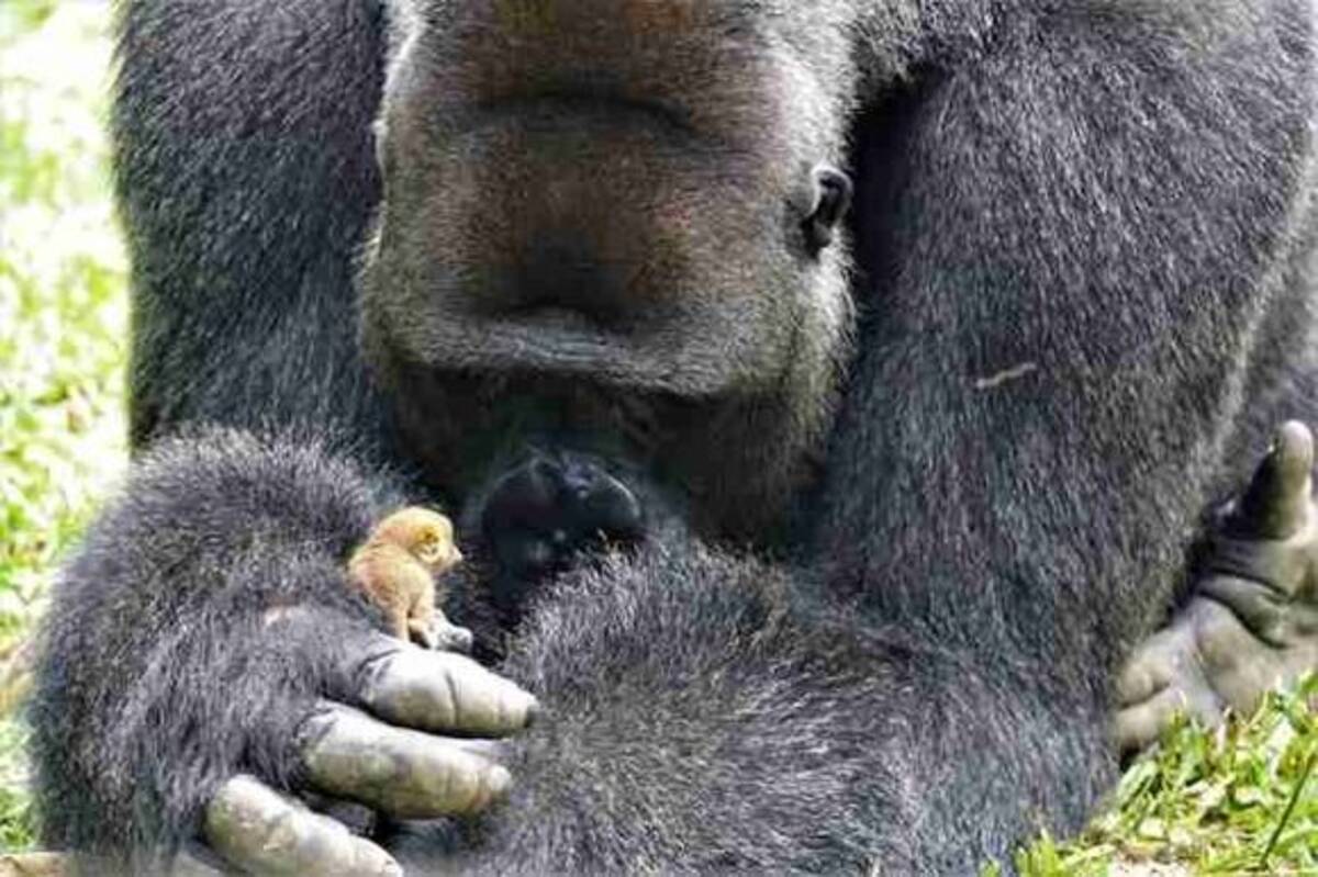 シルバーバックの大きなゴリラの親友は その指先ほどの小さな動物 やさしくいたわり一緒に遊ぶ カメルーン 18年9月1日 エキサイトニュース