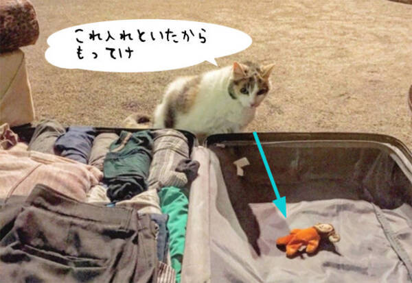 これもってけ 旅行のパッキングをしていると 必ずスーツケースにお気に入りのぬいぐるみをいれてくる猫 18年9月3日 エキサイトニュース