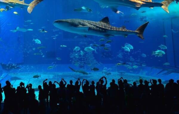 ジンベイザメの寿命は約130歳 世界で最も長生きする海洋生物の一種である 18年9月6日 エキサイトニュース