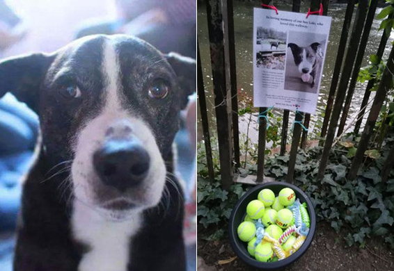 お父さんがお昼寝中にあるモノを見つけた犬 遊び道具だと思ってくわえてみたら コラ画像を超えたリアルに 18年9月19日 エキサイトニュース