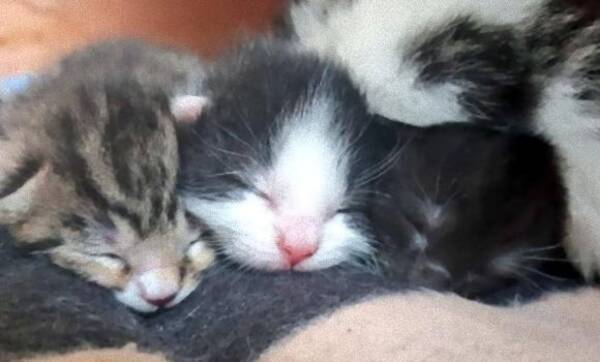 大丈夫 すこぶる元気です 見知らぬ猫がベッドの下で産んだ子猫たち その後の愛情いっぱいの成長記録 イギリス 18年9月8日 エキサイトニュース