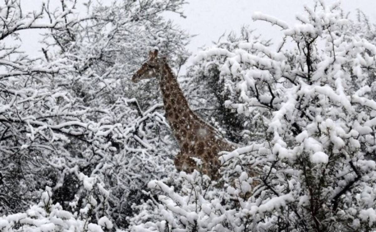 南アフリカで10年ぶりの雪 キリンが雪の中にたたずむとかいう珍百景 18年9月13日 エキサイトニュース