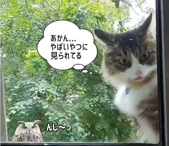 ニンゲン 早く窓開けろ フクロウにロックオンされた猫のこっち見るな感がすごい 18年9月19日 エキサイトニュース