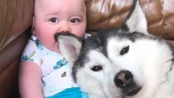 ハスキーと赤ちゃんの仲良し動画に世界がほっこり 18年9月日 エキサイトニュース ハスキーと赤ちゃんの仲良し動画に世界がほっこり 18年9月日 エキサイトニュース