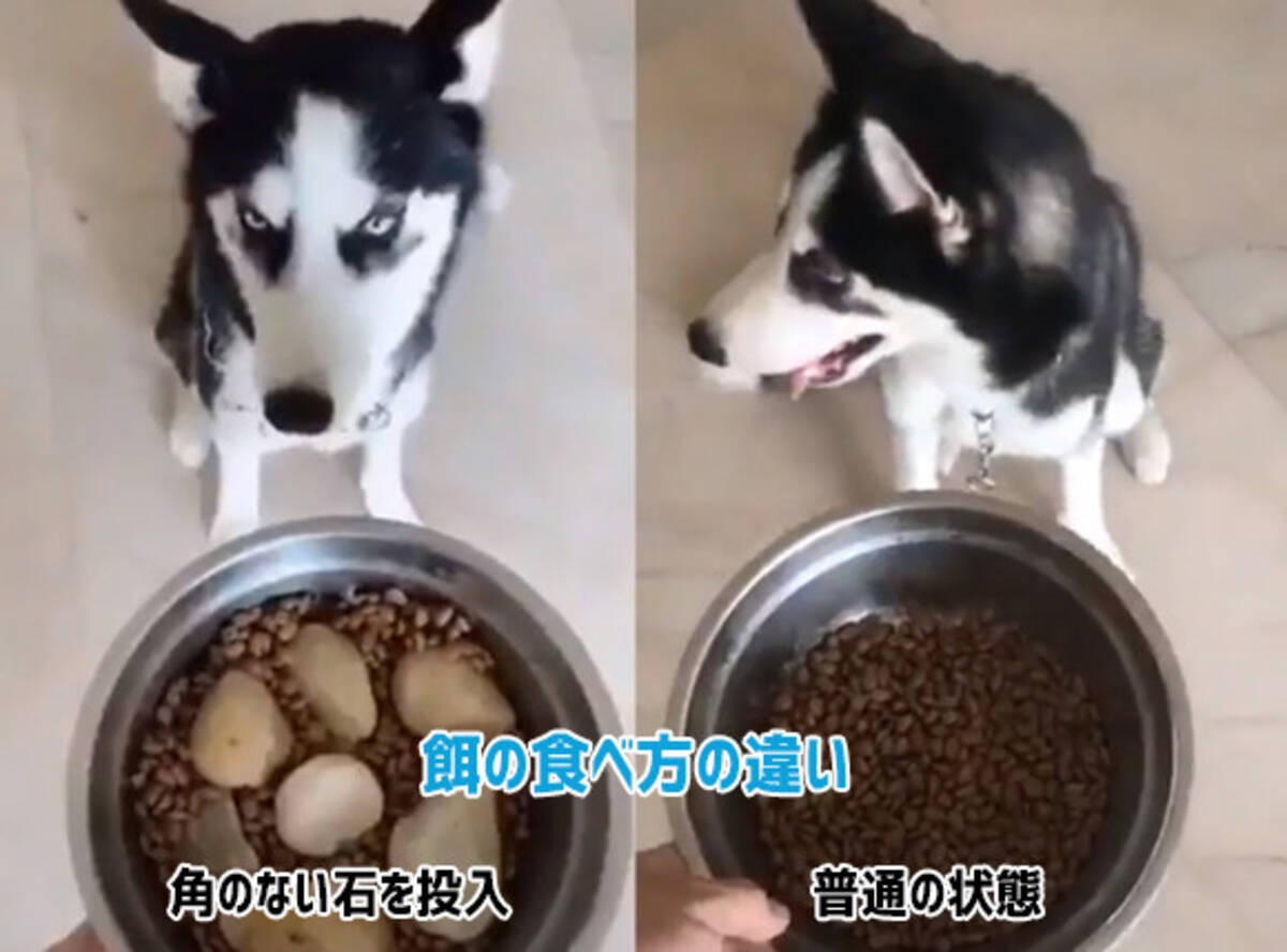 犬の早食い 食べ散らかしがあまりにもひどすぎたのでこんな対処法をしてみたところ 18年10月16日 エキサイトニュース