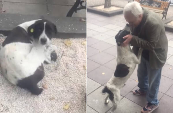 おじいさんはあきらめなかった いなくなった愛犬を探し続けて3年後 ついに感動の再会を果たす ジョージア 18年10月13日 エキサイトニュース
