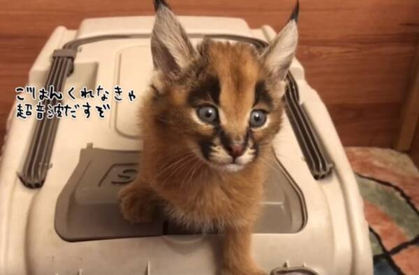 耳毛キュートなワイルドキャット カラカル の子猫 お腹がすいたときの鳴き声のピキピキ感がすごい 要音声 18年10月18日 エキサイトニュース