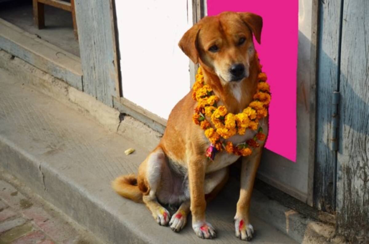 動物たちにサンキュー 動物たちを祝う世界6つの秋祭り 18年10月21日 エキサイトニュース