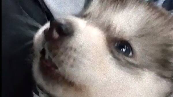 子猫 ラザニア 子犬の鳴き声が謎かわいいと話題になっている模様 18年10月21日 エキサイトニュース