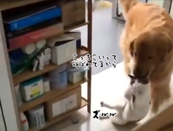 違和感あったりなかったり 犬と猫の顔だけを入れ替えてみた7枚のコラ画像 18年11月1日 エキサイトニュース