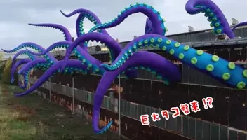 巨大タコは実在するのか 過去には 30メートルのタコが捕まったケースも 16年8月30日 エキサイトニュース