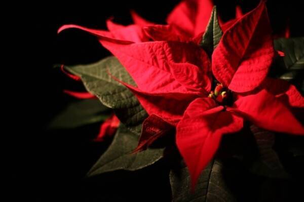 クリスマスでお馴染みの赤い植物 ポインセチア には本当に毒があるのか それはどの程度なのか 18年12月4日 エキサイトニュース