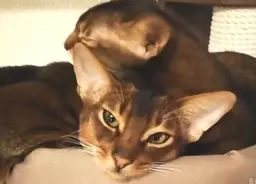 違和感あったりなかったり 犬と猫の顔だけを入れ替えてみた7枚のコラ画像 18年11月1日 エキサイトニュース