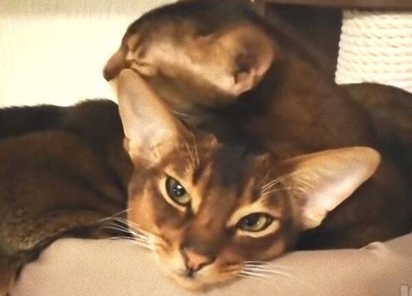 秋の夜長はほっこりしたい キュートな犬たち猫たちの動画総集編 18年11月2日 エキサイトニュース