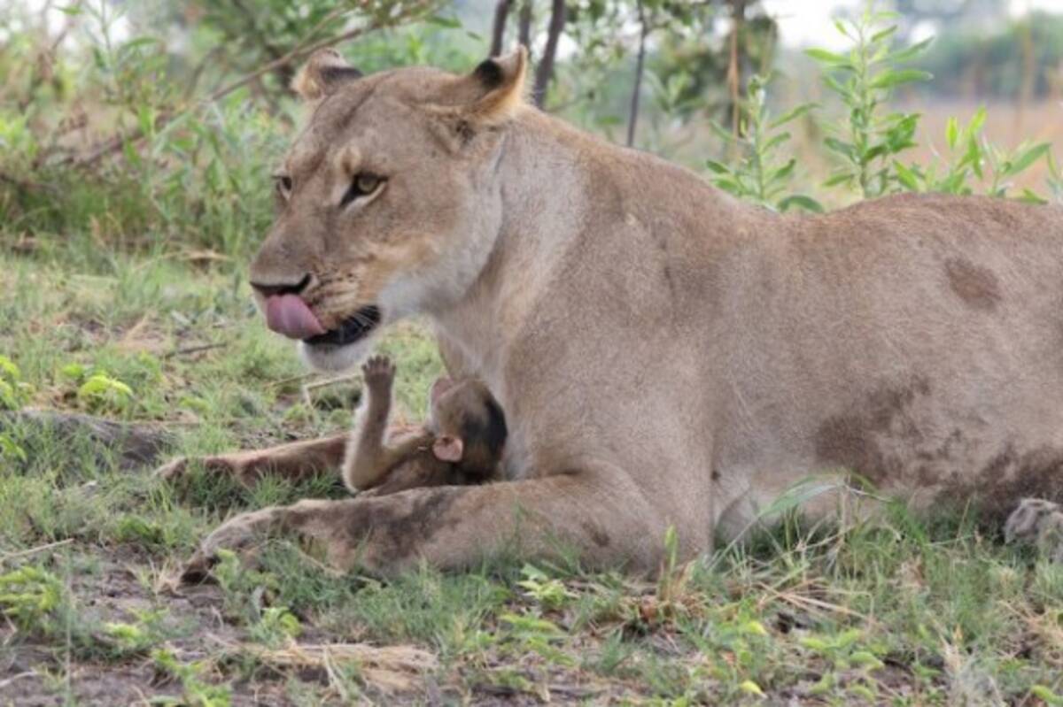 母性が動く時 母ヒヒを捕食したメスライオン 残された赤ちゃんヒヒを保護しオスライオンから守る ボツワナ 18年11月10日 エキサイトニュース