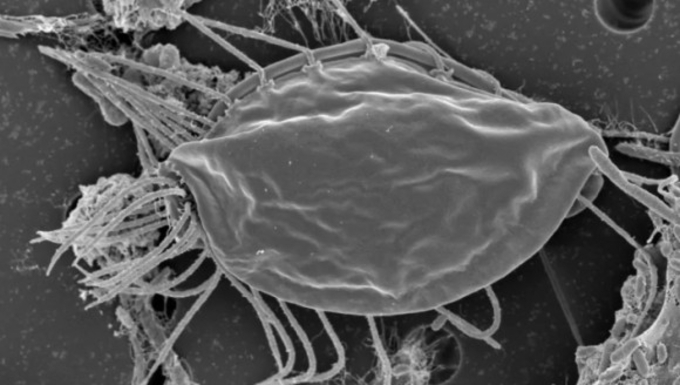 意外な生物から教科書を書き換える発見 脳と目の神経ネットワークが進化したのは4億5000万年前の水の中だった 21年4月13日 エキサイトニュース