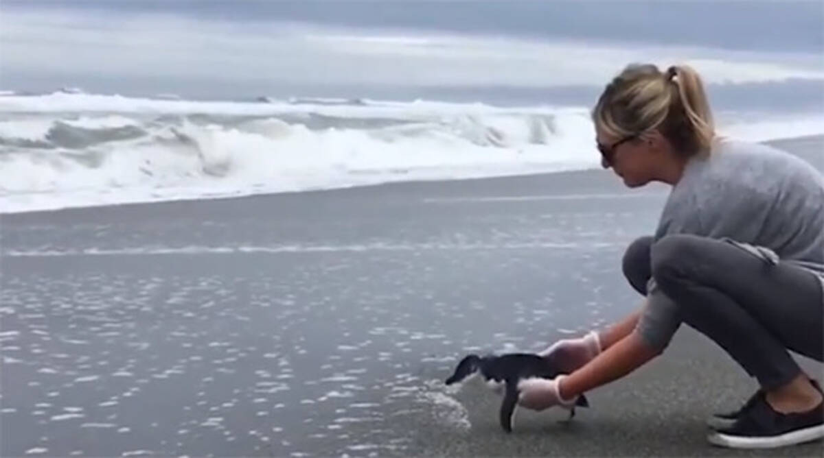 傷の治療を終えたペンギンが海に帰る時 一度は海へ向かうも 立ち止まり振り返る 何かを伝えたかったのかもしれない 18年11月23日 エキサイトニュース