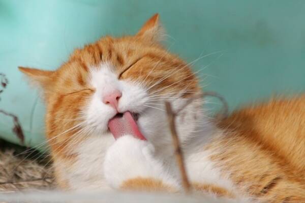 猫の舌がザラザラしている理由 体をきれいにする理由以外にも体温調節効果があることが判明 米研究 18年11月25日 エキサイトニュース