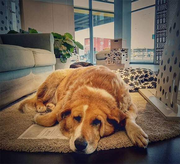 展示品かな Ikeaの店内のあちこちに本物の犬の姿が イタリアのある店舗で始まった野良犬の保護活動 18年11月27日 エキサイトニュース