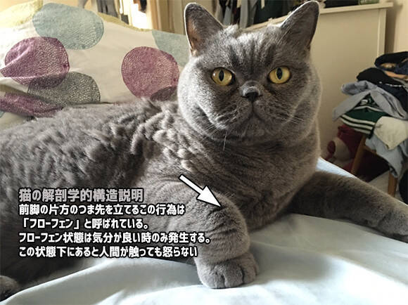 猫の解剖学的構造 前脚の片方がつま先立ちしている フローフェン 状態下にある猫たち 18年12月14日 エキサイトニュース