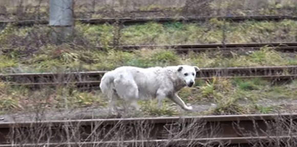 線路をさまよっていた老犬 マイクロチップで身元が判明するも飼い主が引き取りを拒否 だが幸せはその先にあった 18年12月31日 エキサイトニュース