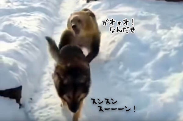 雪道で犬がクマとエンカウント クマに手を出されても追いかけられてもまったく動じない犬のド根性 19年1月7日 エキサイトニュース