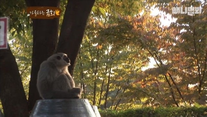 落下注意な木登りパンダ 無事下りられた と世界中から心配される 年2月26日 エキサイトニュース