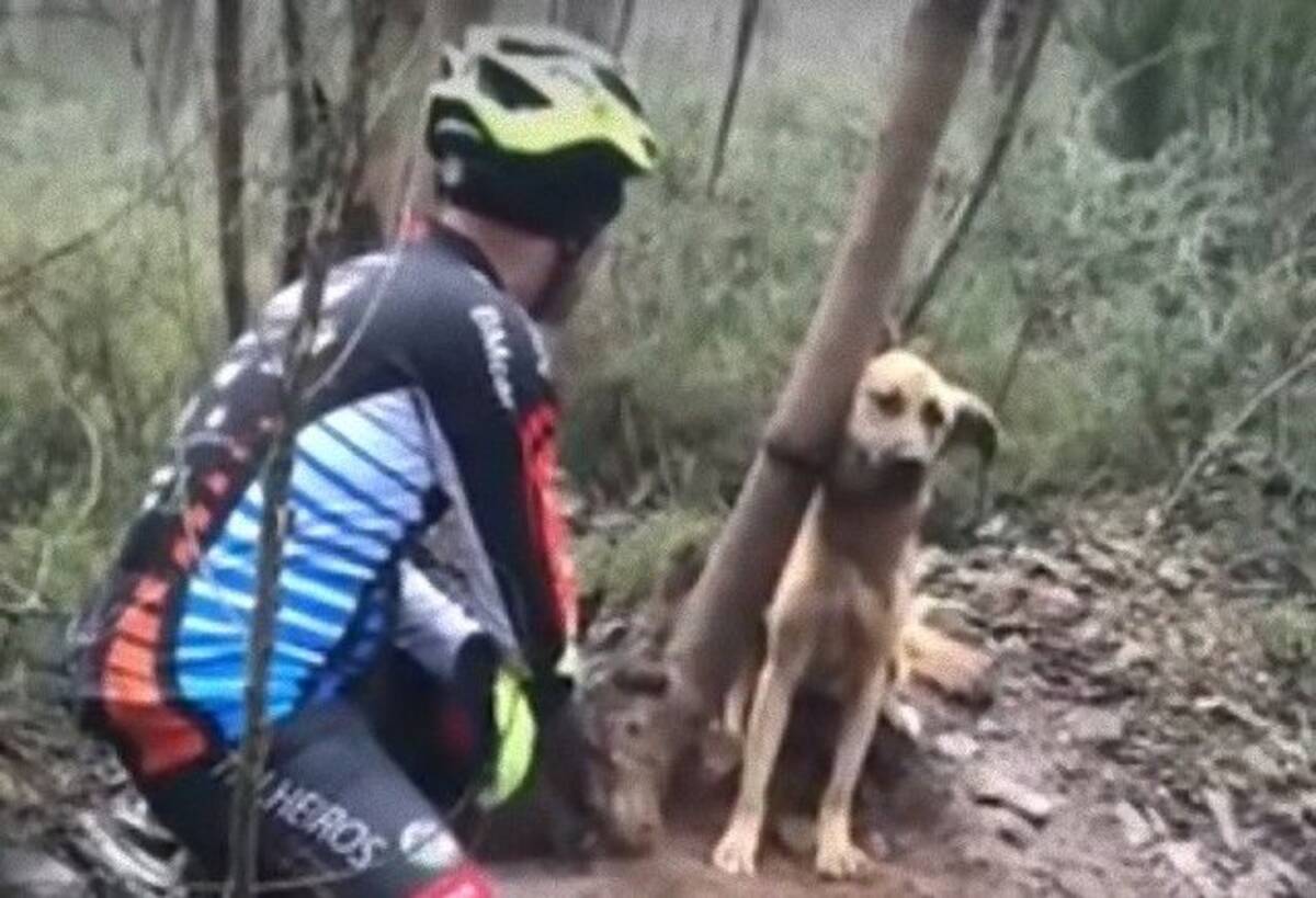 なんでこんなひどいことを 木に首をくくりつけられたまま放置されていた犬が発見された 19年1月12日 エキサイトニュース