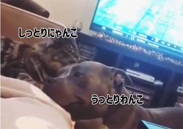 うっとりするほどラブリー 猫に毛づくろいをされ うれしくて尻尾のフリが止まらない犬 19年1月日 エキサイトニュース